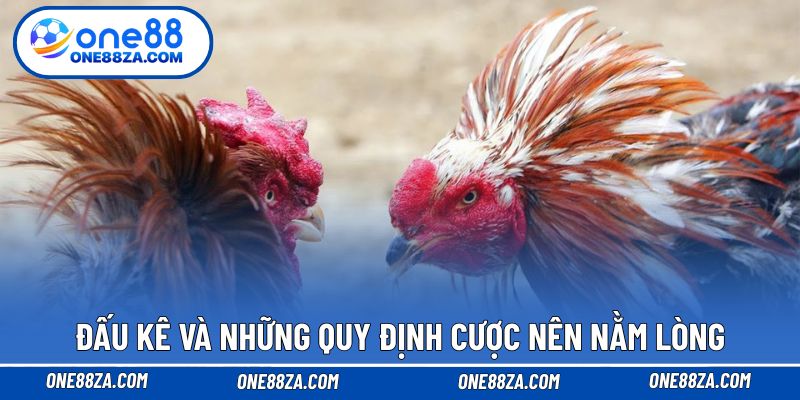 Đấu kê và những quy định cược nên nằm lòng