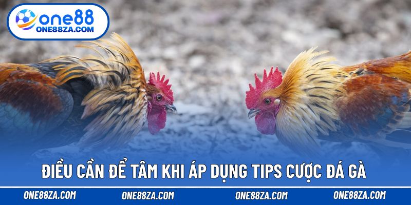 Điều cần để tâm khi áp dụng tips cược đá gà 