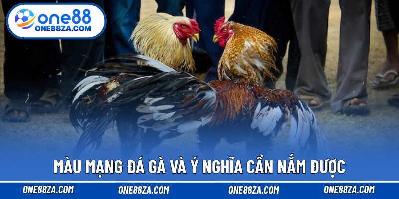 Màu mạng đá gà và ý nghĩa cần nắm được