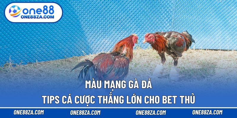 Màu mạng gà đá