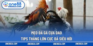 Mẹo đá gà cựa dao