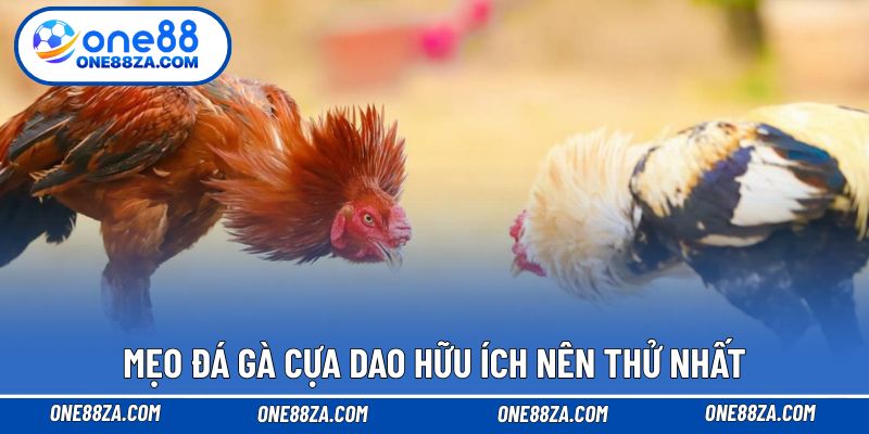 Mẹo đá gà cựa dao hữu ích nên thử nhất