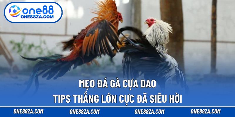 Mẹo đá gà cựa dao