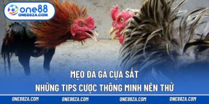 Mẹo đá gà cựa sắt