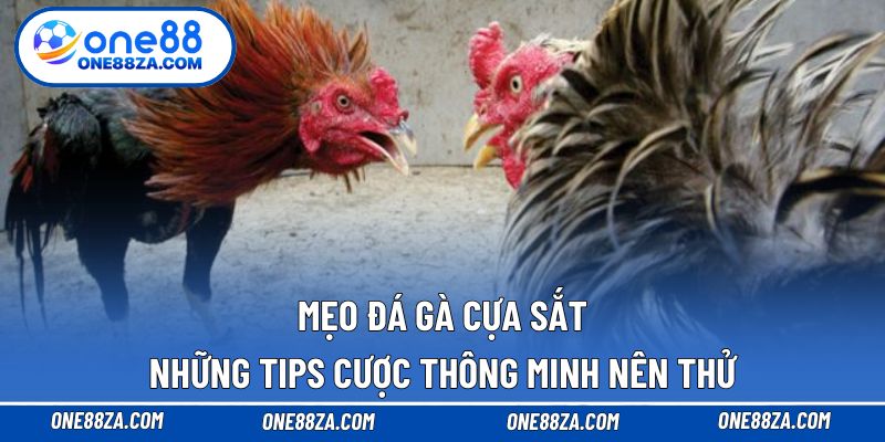 Mẹo đá gà cựa sắt
