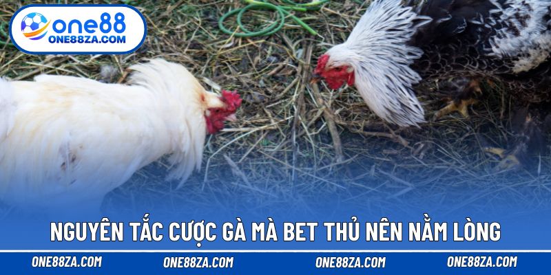 Nguyên tắc cược gà mà bet thủ nên nằm lòng
