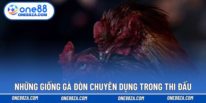 Những giống gà đòn chuyên dụng trong thi đấu
