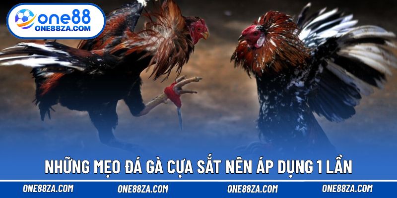 Những mẹo đá gà cựa sắt nên áp dụng 1 lần