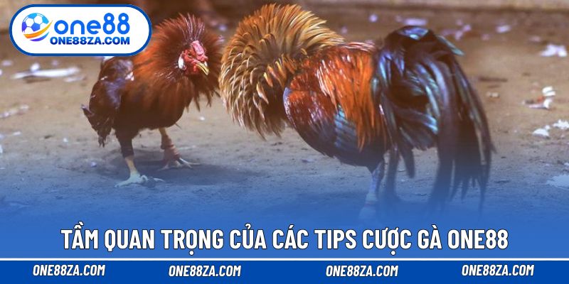 Tầm quan trọng của các tips cược gà ONE88