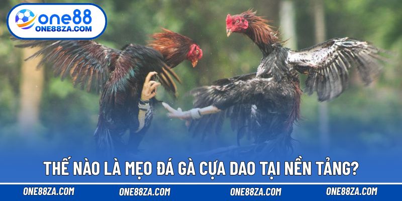 Thế nào là mẹo đá gà cựa dao tại nền tảng?